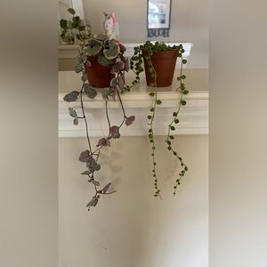 Variegated string of hearts and string of petals bundle!!